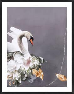 Swan Gold I - 5cm White Border