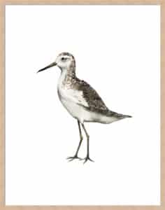 Sea Bird VI - 5cm White Border Box Natural