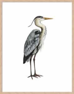 Sea Bird V - 5cm White Border Box Natural