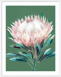 Single King Protea - 5cm White Border Box White