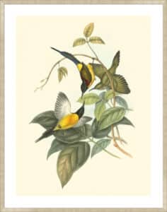 Small Birds of Tropics IV - 5cm White Border Sm. Box Champagne 