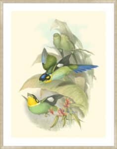 Small Birds of Tropics I - 5cm White Border Sm. Box Champagne 