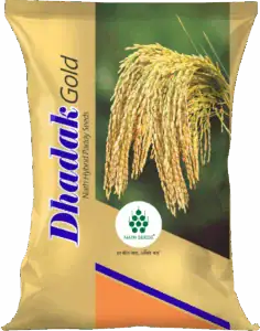 DHADAK GOLD- HYBRID PADDY - Nath Bio Genes
