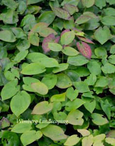 Read more about the article PLANTS OF NOTE: EPIMEDIUM