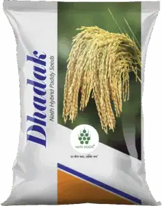 DHADAK - HYBRID PADDY - Nath Bio Genes