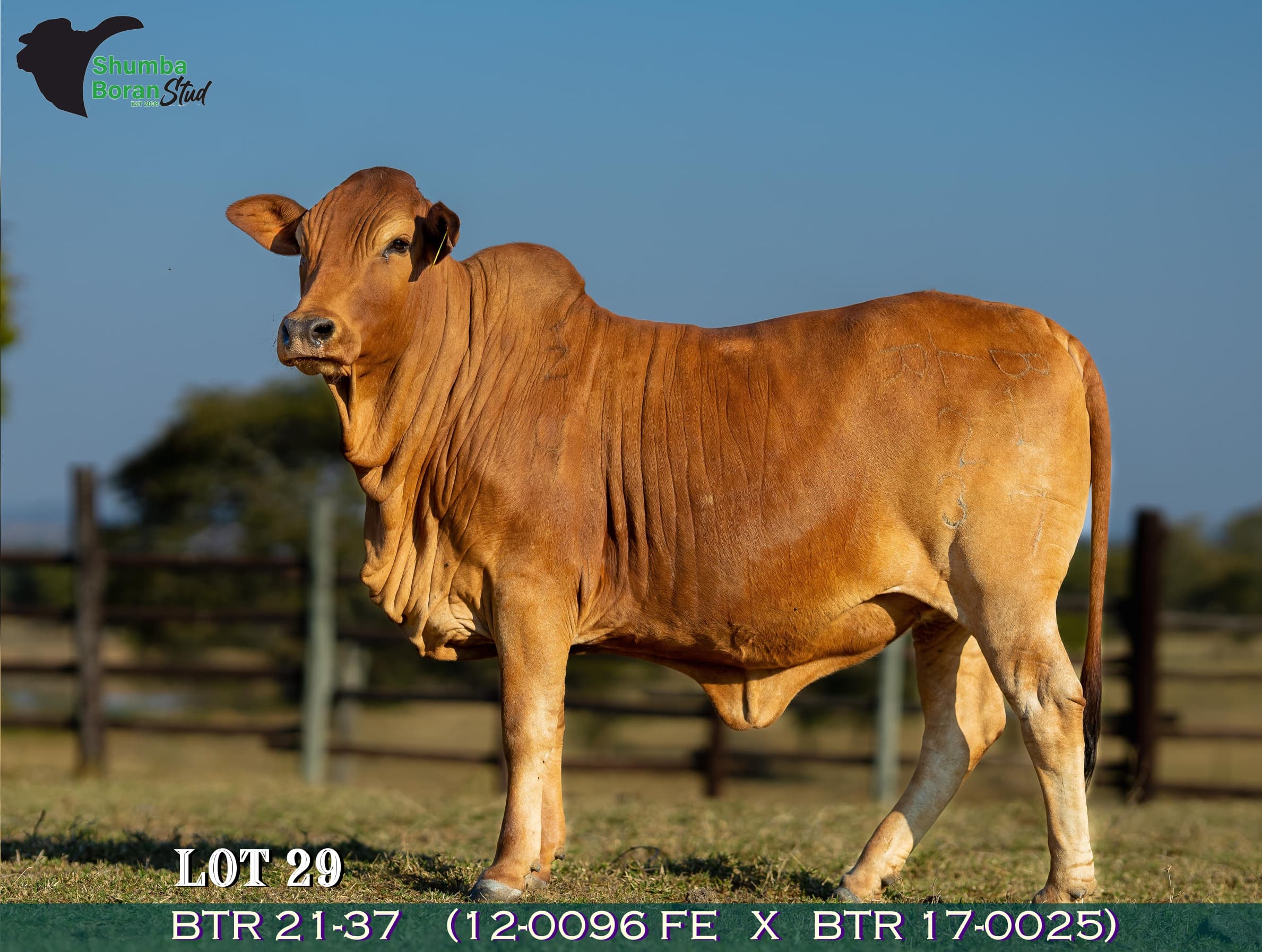 Lot 29