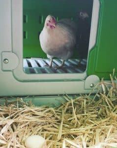 Bird Egg Laying Location