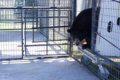 bearrescue-7895