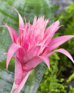 bromelie echmea