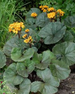 Read more about the article Perennials That Work Well Alone