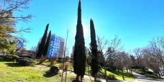 Cipreses en Parque La Viña Puente Vallecas