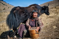 Yak-Hirtin beim melken