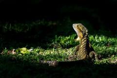 Australia-433