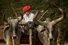 India-2014-1207