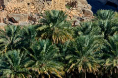 Oman-2014-877
