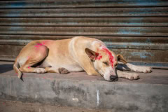 A-dog-played-Holi