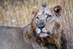 Asian Lion in Gir National Park Asian Lion in Gir National Park