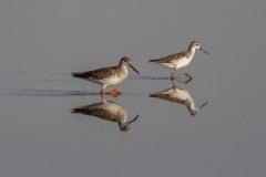 Birds in Little Rann of Kutch National Park Birds in Little Rann of Kutch National Park