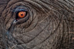 Close encounter Close encounter