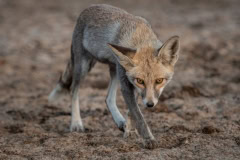 Dessert Fox Dessert Fox