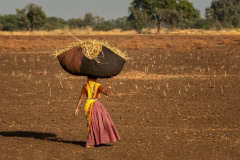 Farm work in Gujarat Farm work in Gujarat