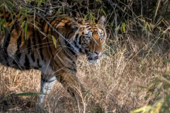 Tiger in Bhandavgarh National Park Tiger in Bhandavgarh National Park