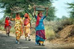 Women collecting fire wood in Rajasthan Women collecting fire wood in Rajasthan