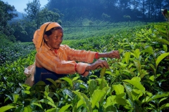 Kerala-135