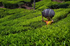 Kerala-140