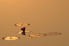 Seerose, Kambodscha