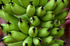 Bananenstaude in Bali, Indonesien