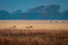 Wölfe im Velavadar Nationalpark, Indien
