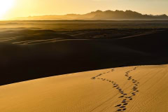 Spuren im Sand der Wüste Mesr, Iran Spuren im Sand der Wüste Mesr, Iran