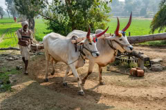 India-2014-1101