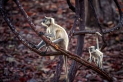 Langur Monkey, Madhya Pradesh
