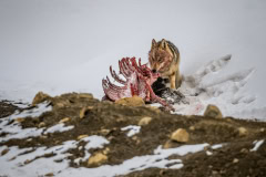 Tibetischer Wolf beim Fressen
