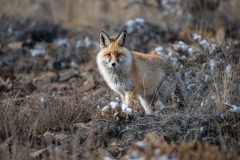 Red Fox