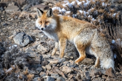 Red Fox