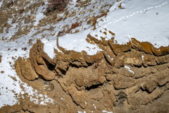 Schneeleopard