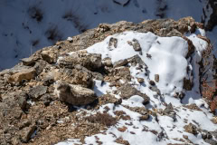 Schneeleopard