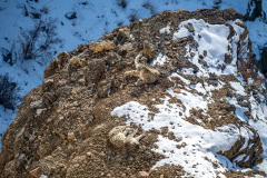 Schneeleopard