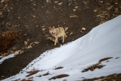 Tibetischer Wolf