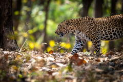 Leopard Leopard