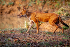 Wildhund Wildhund