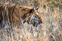 Tiger im Profil Tiger im Profil
