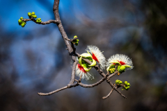 Blüte Blüte