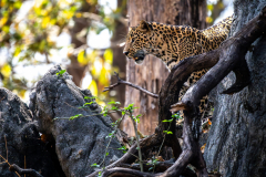 Leopard Leopard