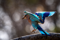 Indian Roller Indian Roller