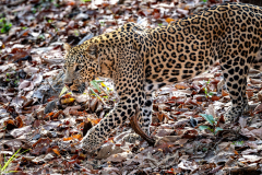 Leopard auf der Pirsch Leopard auf der Pirsch