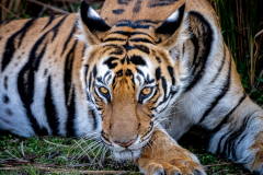 Tiger Nahaufnahme Tiger Nahaufnahme